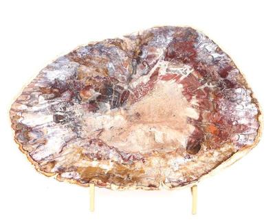 Lot 297 fantastic petrified wood slab with stand