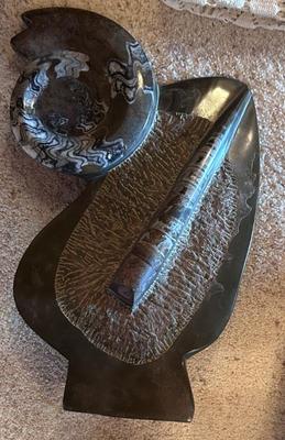 Rare Ammonite and Orthoceras