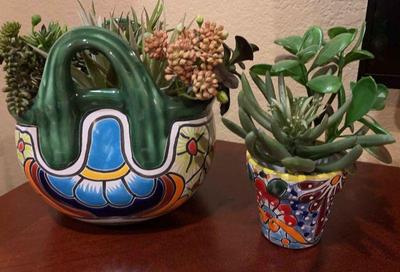 Succulents in talavera