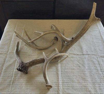 Deer antlers