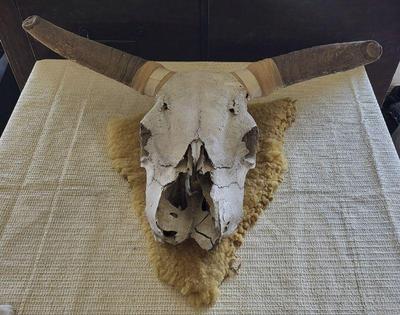 Cow skull