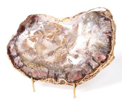 Lot 255 gorgeous slice of petrified wood