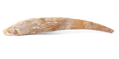 Lot 145 ancient fossilized pterodactyl beak