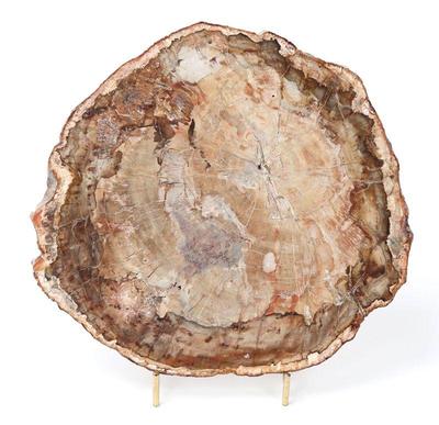 Lot 249 gorgeous petrified wood slab wstand