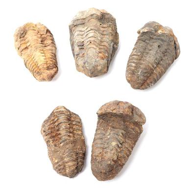 Lot 253 five prehistoric trilobite fossils