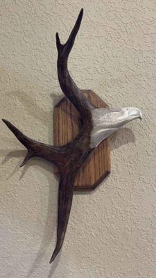 Carved eagle from elk antler