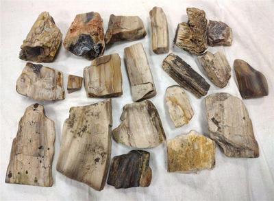 Petrified wood collection