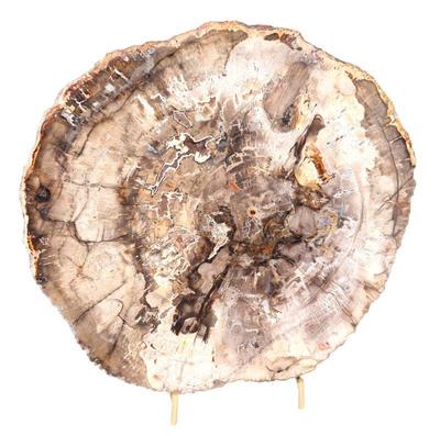 Lot 308 wonderful large petrified wood slab wstand