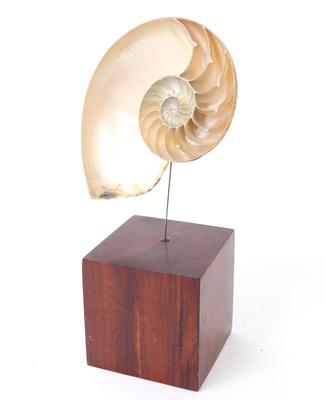 Sale Photo Thumbnail #306: Lot 318 mounted nautilus half shell