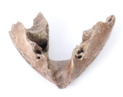 Lot 317 section of woolly mammoth mandible 50 000 years old