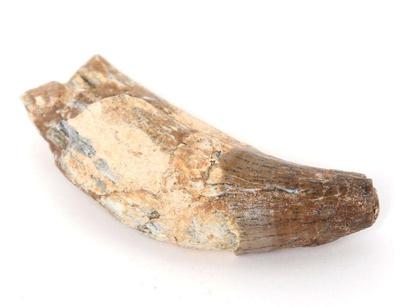 Lot 313 fossilized spinosaurus claw