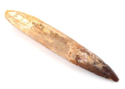 Lot 314 wonderful fossilized spinosaurus tooth