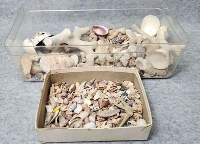 Mb121 seashells and other beach finds