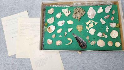 Mb122 sea shells and beach finds