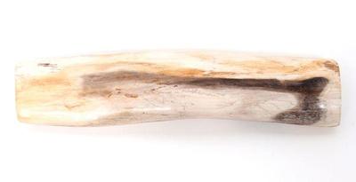 Lot 169 lovely section of polished petrified wood