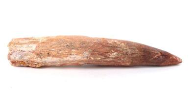Lot 232 ancient fossilized spinosaurus tooth