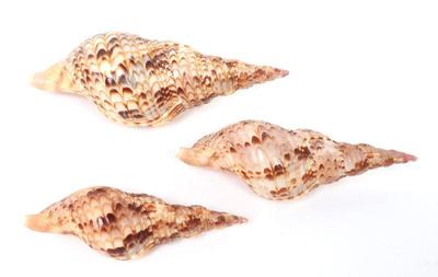 Lot 226 group of three charonia tritonis triton shells