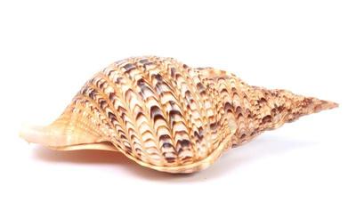 Lot 228 triton sea shell charonia tritonis, fifteen inches long