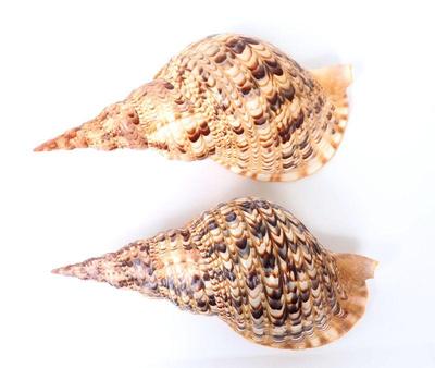 Lot 227 two large triton seashells