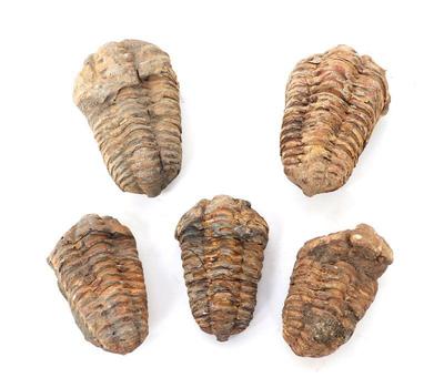 Lot 231 group of five ancient trilobite fossils