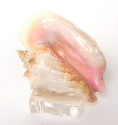 Lot 100 mounted conch shell on stand