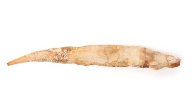 Lot 105 pterodactyls beak 136 200 million years old