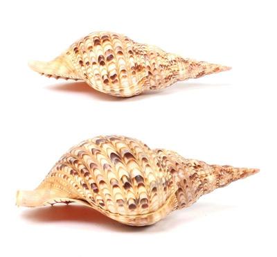 Lot 101 lot of charonia tritonis triton shells