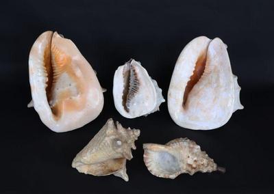 Lot 256 lot of large conch sea shells