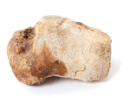 Lot 426 ancient wooly mammoth hip bone section