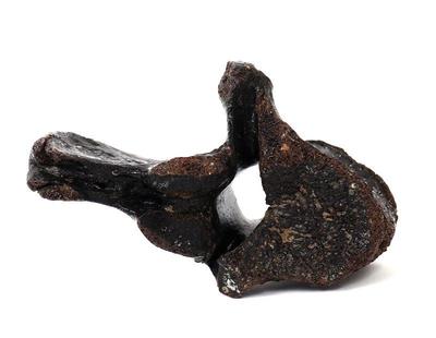 Lot 424 fossilized ancient wooly mammoth vertebra