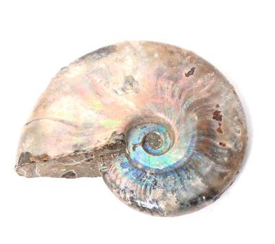 Lot 430 rainbow iridescent ancient ammonite