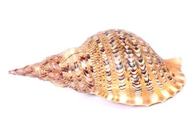 Lot 407 triton sea shell charonia tritonis, thirteen inches long
