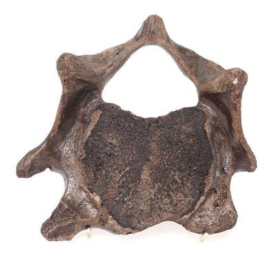 Lot 432 large section of wooly mammoth vertebra