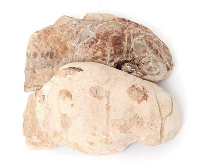 Lot 436 raptor dinosaur egg cut in half one hundred million years old