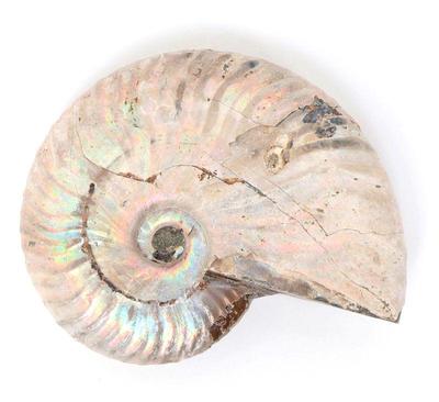 Lot 429 gorgeous iridescent fossilized ammonite