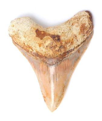 Lot 435 luminous megalodon tooth