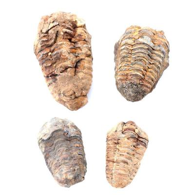 Lot 418 group of four ancient trilobite fossils