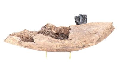 Lot 431 large section of wooly rhino mandible wmolar