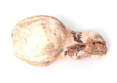 Lot 433 rare fossilized baby raptor skull