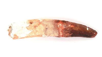 Lot 427 juvenile spinosaurus fossilized tooth