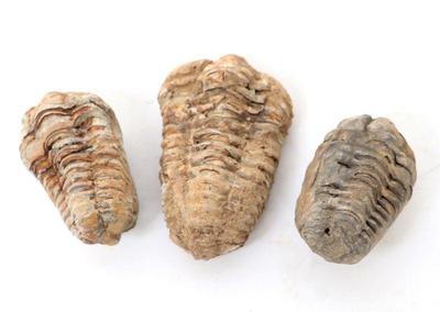 Lot 412 nice group of ancient three trilobite fossils