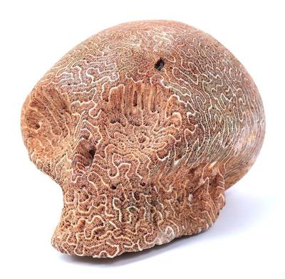 Lot 273 rare taino elongated skull