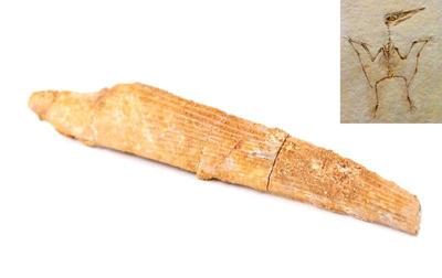 Lot 428 ancient fossilized pterodactyl beak
