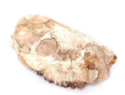 Lot 422 ancient baby raptor skull with teeth