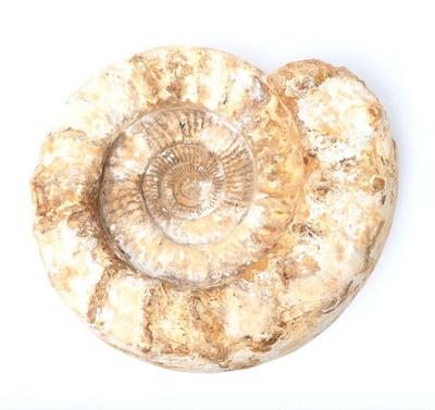 Lot 413 large ammonite fossil