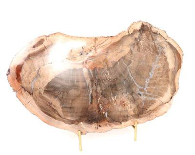 Lot 417 ancient petrified wood slab wstand