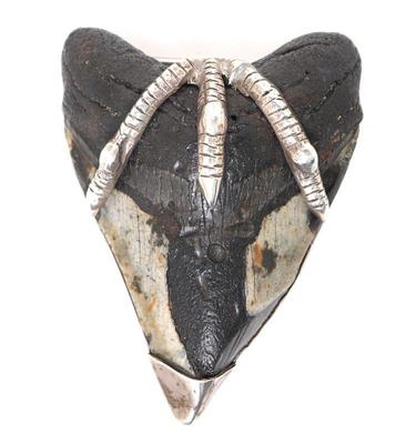 Lot 237 native american belt buckle megalodon tooth