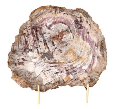 Lot 216 lovely petrified wood slab wstand