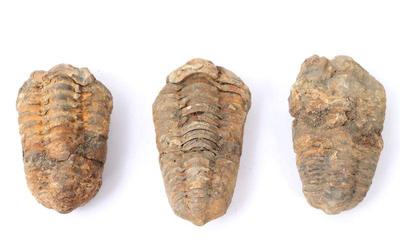 Lot 211 three ancient trilobite fossils
