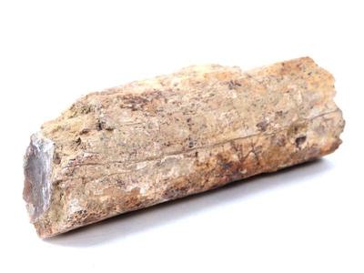 Lot 210 ancient fossilized wood branch section